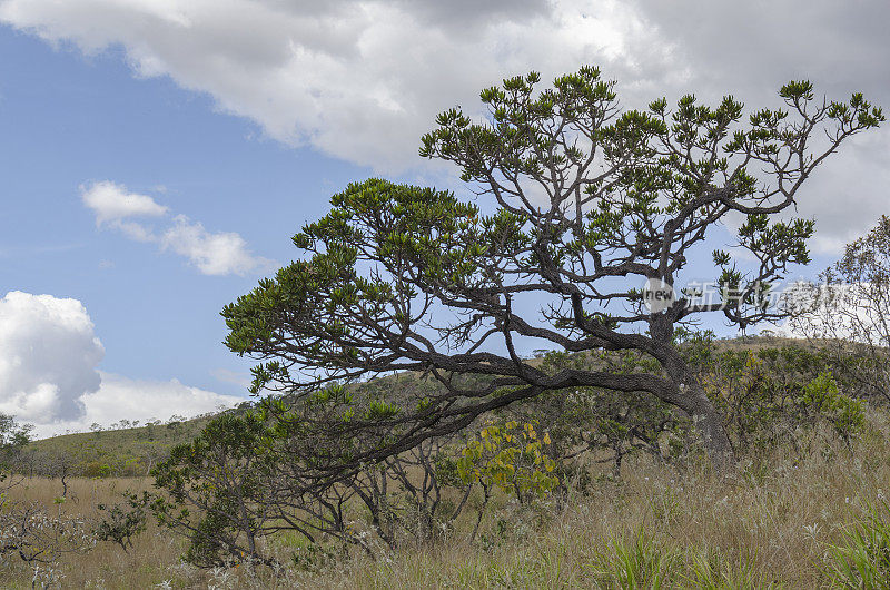 Árvores do cerrado:戈麦拉和云的天空